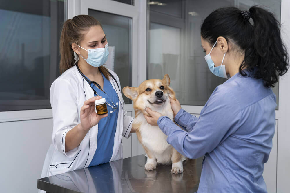 veterinarian checking puppy's health